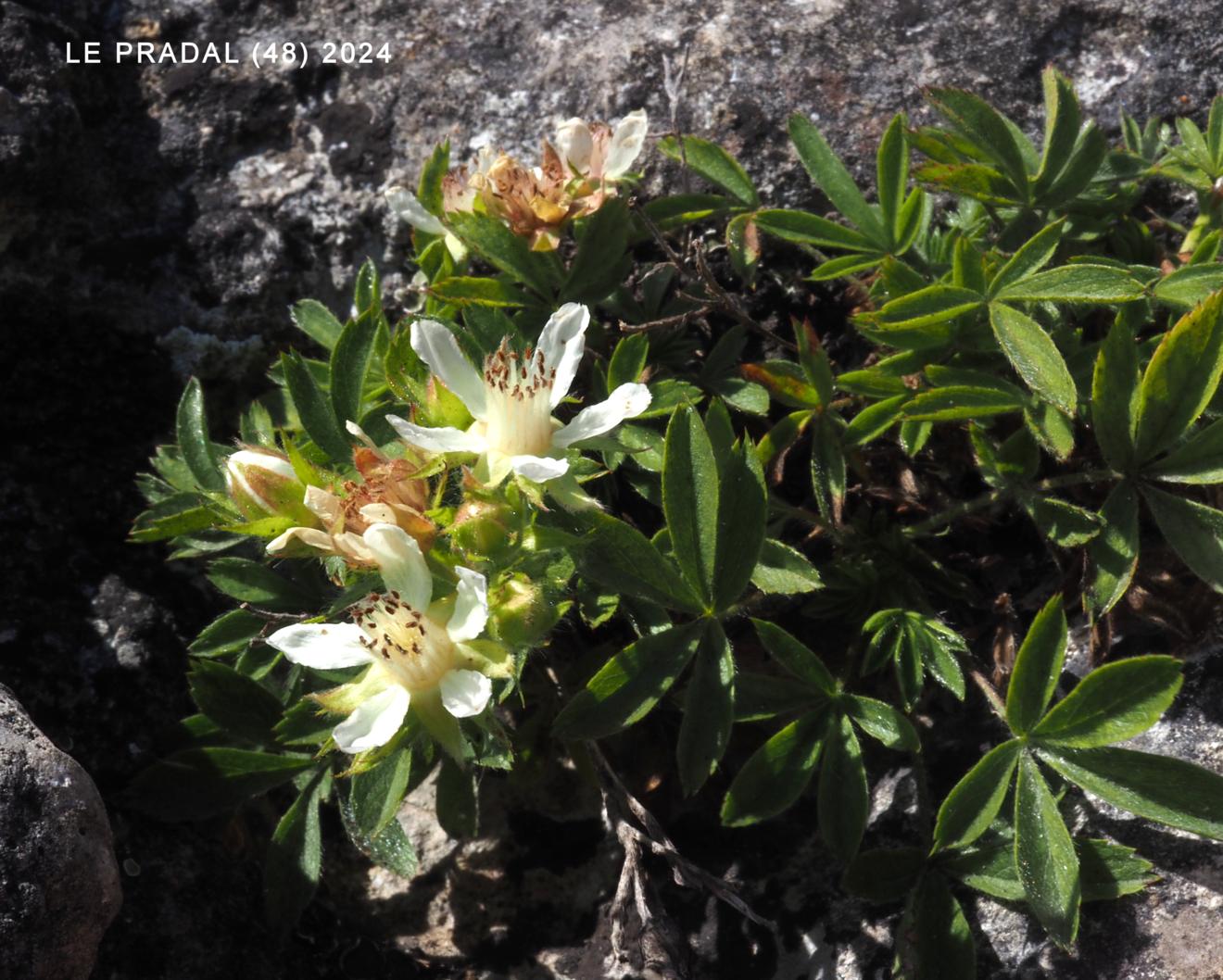 Cinquefoil, Cevenol